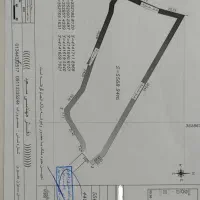 زمین صنوبرکاری با چوب سه ساله