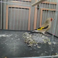 سهره کرمانی نر