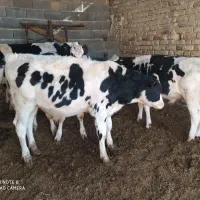 5راس گوساله نر صنعتی|حیوانات مزرعه|مرودشت, ثبت احوال|دیوار