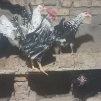 تخم مرغ نطفه دار گلین