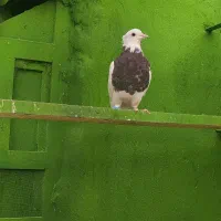 کبوتر طوقی|پرنده|آبپخش, |دیوار