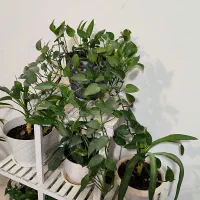 گل همراه استند|گل و گیاه طبیعی|بندر کنگان, |دیوار