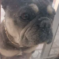 سگ انگلیش بولداگ