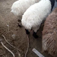 بره نر|حیوانات مزرعه|مود, |دیوار