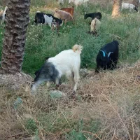 بزگره دار۶۰تا