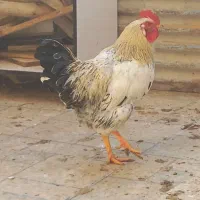 مرغ وخروس|حیوانات مزرعه|رباط‌کریم, رباط‌کریم|دیوار