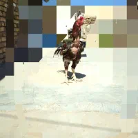 خروس لاری