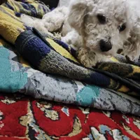 سگ shitzo|سگ|یزد, |دیوار
