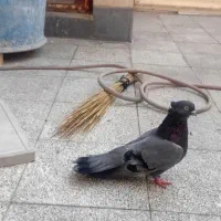 جفت سبز