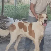 واگذاری سگ نگهبان آلابای