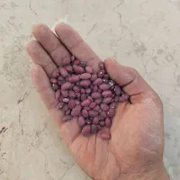 لوبیا قرمز|خوردنی و آشامیدنی|شیراز, امام حسین|دیوار