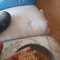 گندم  مخصوص نان