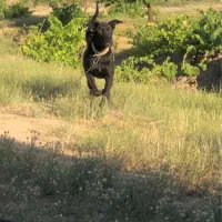 گریت دین نر|سگ|شیروان (خراسان), |دیوار