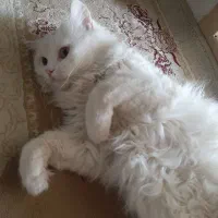 گربه پرشین سلطنتی