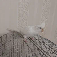 عروس هلندی سفید