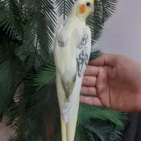 طوطی عروس هلندی البینو لوتینو|پرنده|اهر, |دیوار