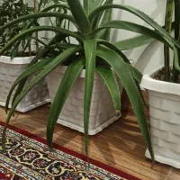 گل شاداب و دارویی آلوئه ورا