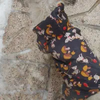 سگ گمشده در باغ معروف