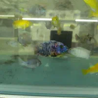 فروش ماهی بلو آکارا و پرت پلار|ماهی|مشهد, انقلاب|دیوار