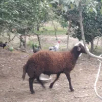 مناسب برای اصلاح نژاد وگله