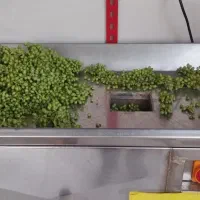 آبگیری انگور با دستگاه پرسی