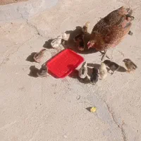 مرغ وجوجه