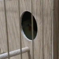 عروس هلندی و مرغ عشق|پرنده|چرداول, |دیوار