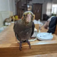 عروس هلندی گم شده|حیوانات|آبادان, |دیوار