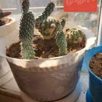 گل وگلدون فروشی قیمت توافقی|گل و گیاه طبیعی|شاهنجرین, |دیوار