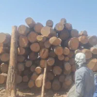 خریدار انواع چوب هیزمی کفبری درخت خشک
