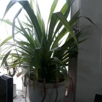 گل طبیعی|گل و گیاه طبیعی|تربت‌حیدریه, باغ سلطانی|دیوار