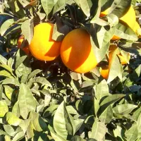 پرتقال درجه یک|خوردنی و آشامیدنی|دابودشت, |دیوار