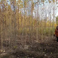 فروش صنوبر.قلمه کشاورزی نیگرا.تبریزی|گل و گیاه طبیعی|خوی, |دیوار