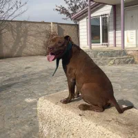 پیتبول آمریکایی ماده