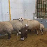 میش وبره|حیوانات مزرعه|کرمانشاه, |دیوار