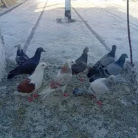 کبوتر