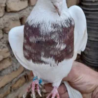 کبوتر طوقی وشهرستانی|پرنده|قلعه نو, |دیوار