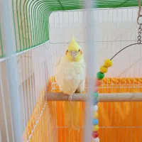 عروس هلندی لوتینو ماده تخم گذار