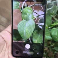 ایفون 11 پرومکس سری M رنگ طلایی|موبایل|شیراز, فرودگاه شهید دستغیب شیراز|دیوار