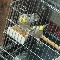 عروس هلندی مولد