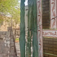 کاکتوس سه متری چهارشاخه بلندزیبا
