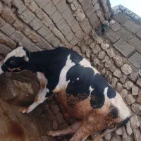 یک راس گوساله نر بفروش میرسه