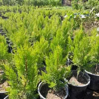 فروش عمده نهال کاج لاوسون|خدمات باغبانی و درختکاری|مرزنآباد, |دیوار