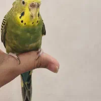 مرغ عشق خوش رنگ دستی ماده