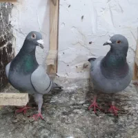 المانی جفگا