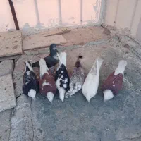 کفتر خوش رنگ