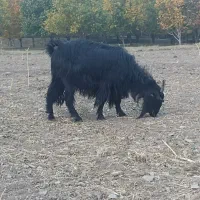 بز و بزغاله|حیوانات مزرعه|فریدونشهر, |دیوار