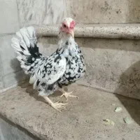 مرغ و خروس مینیاتوری جاپنیز|حیوانات مزرعه|کهریزک, |دیوار