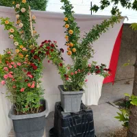 گل‌های رونده و معطر