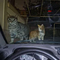 گربه م گمشده